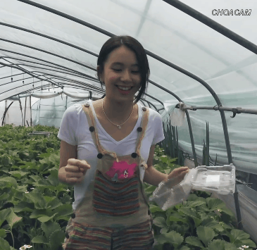 딸기따는 채영2