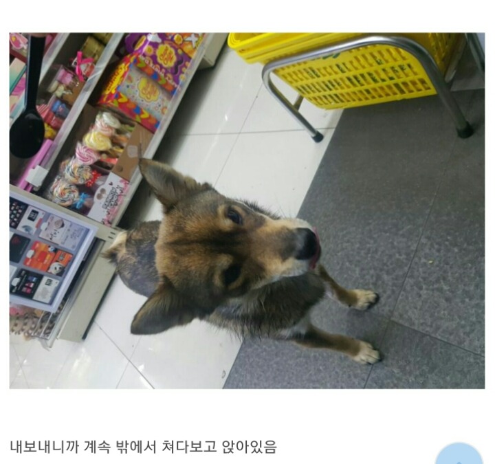 편의점에 찾아온 멍멍이