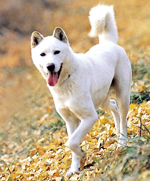 한국의 전통견 진돗개