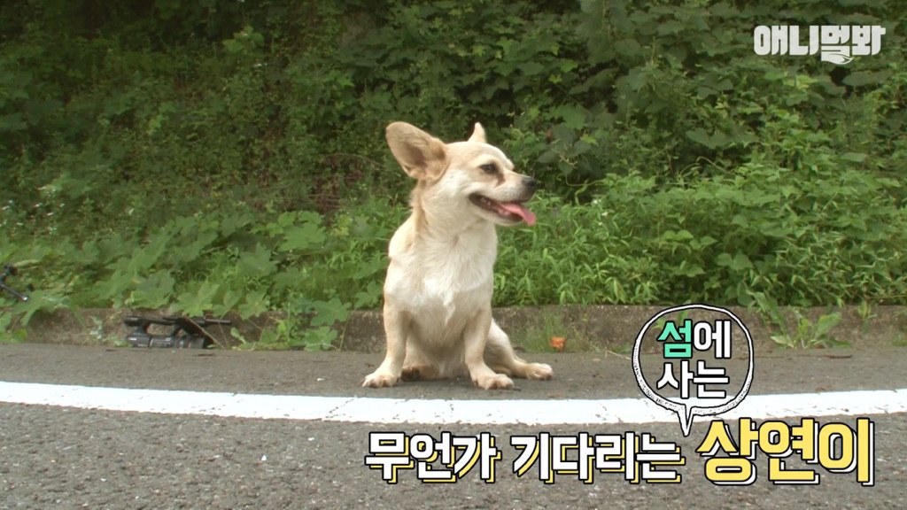 혼자 버스타고 지인 만나러 가는 강아지 상연이