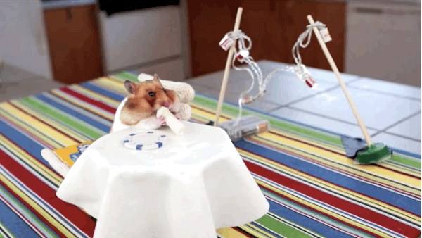 2624A534573EA5B8073CC0.gif