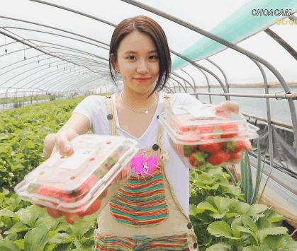 딸기따는 채영2