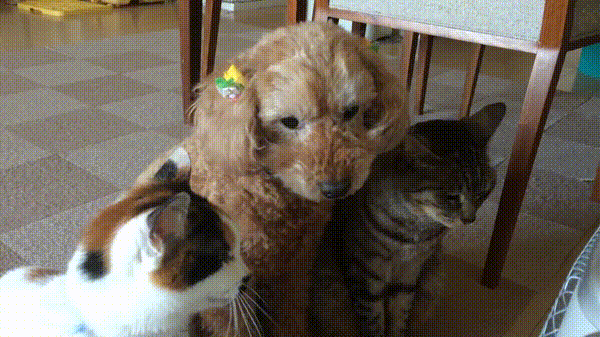 같이 키우면 서로 닮는 냥댕이랑 댕냥이