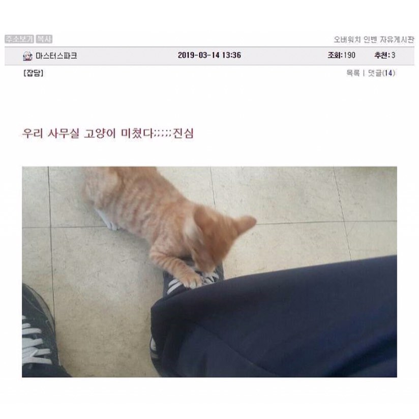 영리한 고양이
