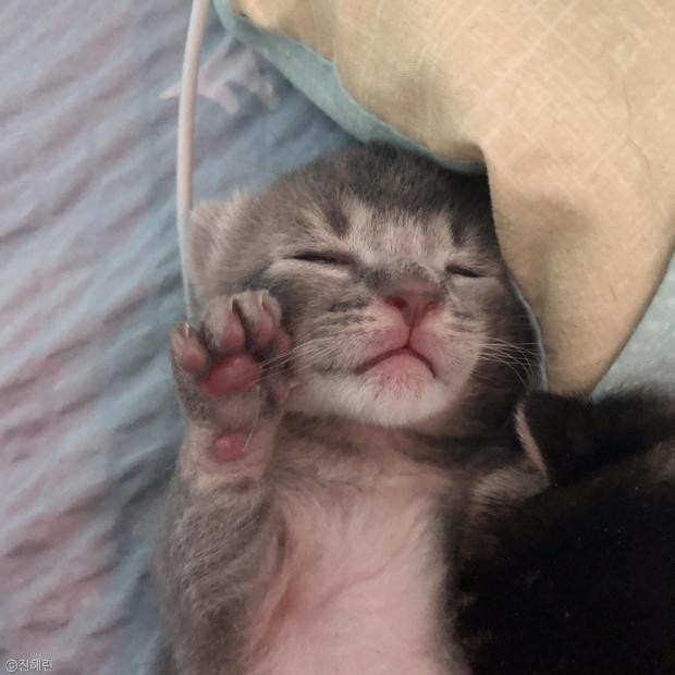 심장이 띠질 안아여