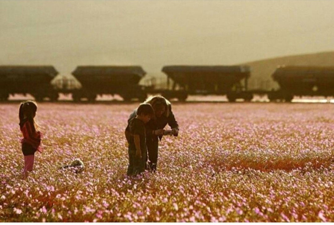 12시간동안 7년간 내릴 비가 전부 내린 사막