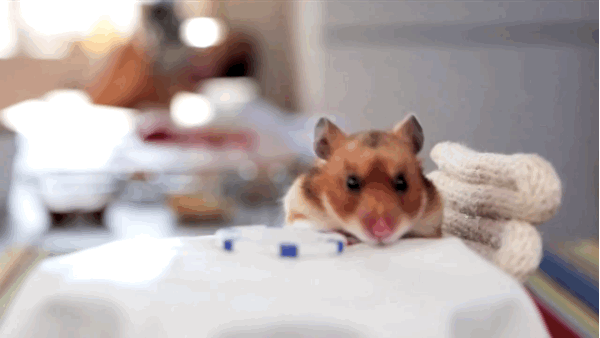 27244434573EA5AA078E11.gif