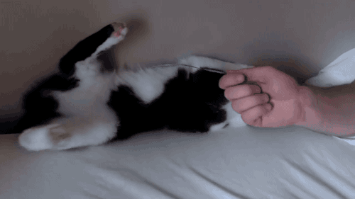 IMG_5023.GIF