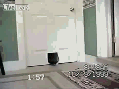 고양이 문으로 찾아온 의문의 손님