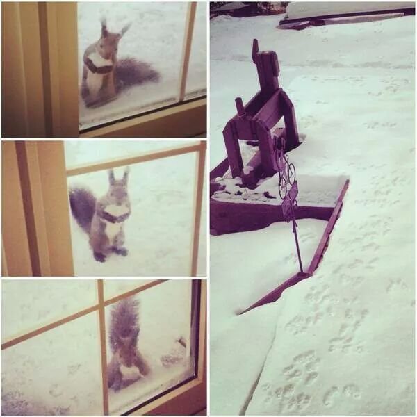 쿠키달라고 찾아오는 청설모