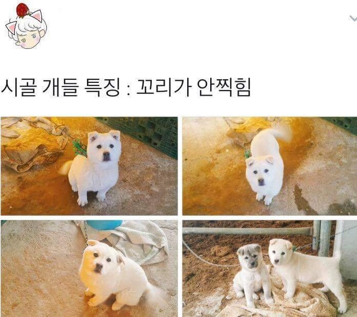 시골개들 특징