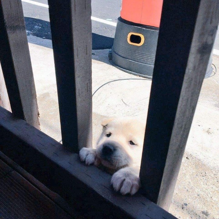 생후 1개월반 인절미 댕댕이