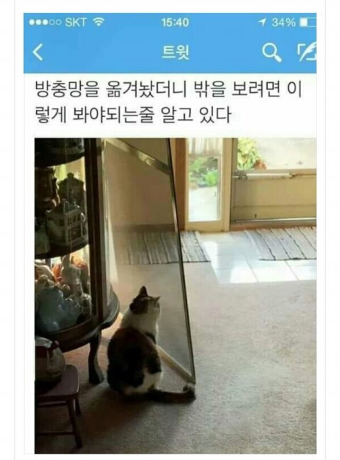 동물) 멍청한 인간과 고양이와 닭