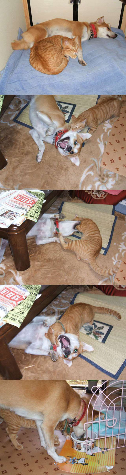 시바견과 고양이를 같이 키우면 벌어지는 일