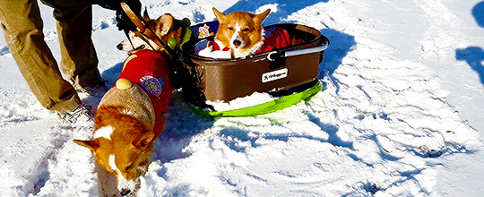 친구 썰매 태워주는 댕댕이