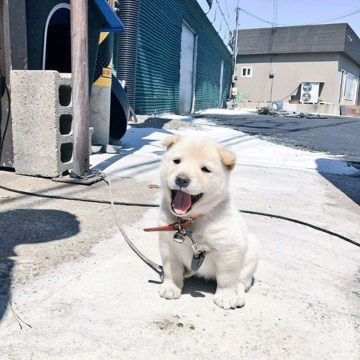 생후 1개월반 인절미 댕댕이