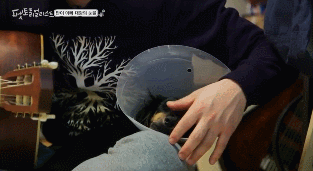 가수 홍대광이 키웠었던 귀여운 강아지 닥스훈트 탄이