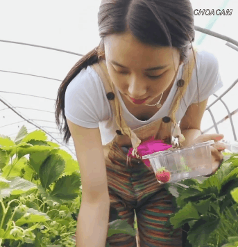 딸기따는 채영2