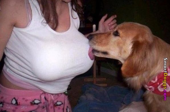 smart-dogs-002.jpg