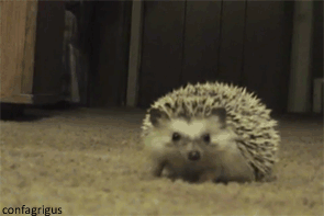 9.gif
