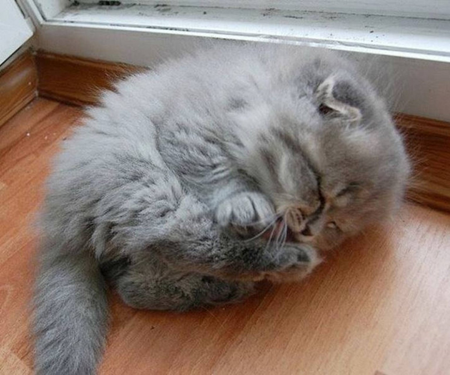 잠자는 새끼고양이