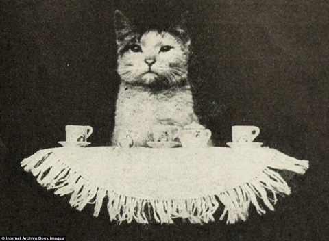 100년 전 고양이 사진