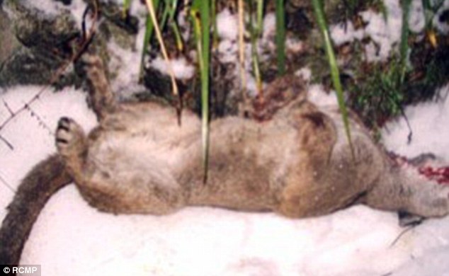 리트리버가 폭력적으로 변할때