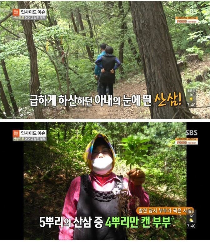 산삼 60여 뿌리 캔 부부