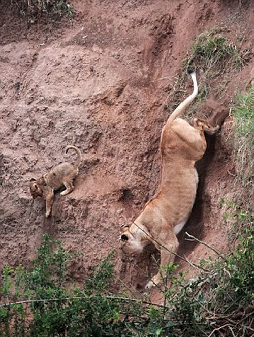 Lion Cub Saved by Lioness (5 pics)