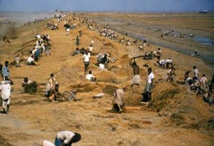 After the Bhola Cyclone devastated croplands, cleanup efforts included attempting to salvage rice and other grains in order to avoid starvation.