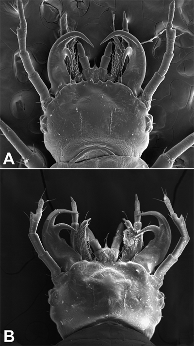 epomis-beetle-larva-mandibles-plos-one.jpg