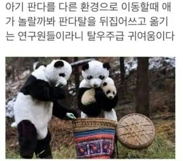 
			연구원들이 팬더를 옮기는 방법ㅠㅠ.jpg 		