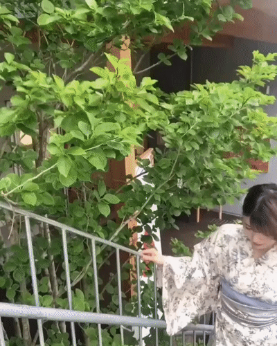 일본 모델 하시바 나츠미 (스압)